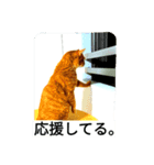 もんとら2（個別スタンプ：5）