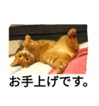 もんとら2（個別スタンプ：6）
