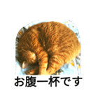 もんとら2（個別スタンプ：8）