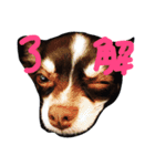 チワワのキートくんwithみーちゃん（個別スタンプ：1）