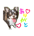チワワのキートくんwithみーちゃん（個別スタンプ：2）
