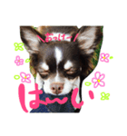チワワのキートくんwithみーちゃん（個別スタンプ：4）