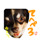 チワワのキートくんwithみーちゃん（個別スタンプ：5）