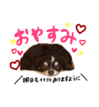 チワワのキートくんwithみーちゃん（個別スタンプ：10）