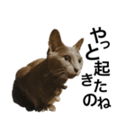 かにねこのきむち。日常編（個別スタンプ：5）