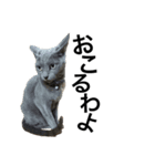 かにねこのきむち。日常編（個別スタンプ：13）
