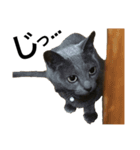 かにねこのきむち。日常編（個別スタンプ：14）