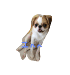 チワポメ＆狆狆（個別スタンプ：1）