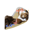 チワポメ＆狆狆（個別スタンプ：2）