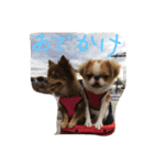 チワポメ＆狆狆（個別スタンプ：3）