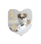 チワポメ＆狆狆（個別スタンプ：5）