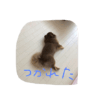 チワポメ＆狆狆（個別スタンプ：6）