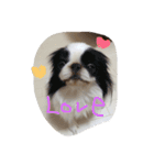 チワポメ＆狆狆（個別スタンプ：7）