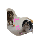 チワポメ＆狆狆（個別スタンプ：9）
