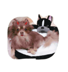 チワポメ＆狆狆（個別スタンプ：10）