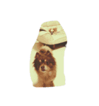 チワポメ＆狆狆（個別スタンプ：11）