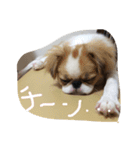 チワポメ＆狆狆（個別スタンプ：13）