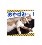 関西弁を話す我が家のニャン子2（個別スタンプ：7）