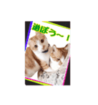 関西弁を話す我が家のニャン子2（個別スタンプ：11）