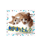 関西弁を話す我が家のニャン子2（個別スタンプ：17）