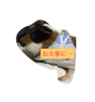 もるさん日記②（個別スタンプ：3）