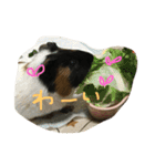 もるさん日記②（個別スタンプ：7）