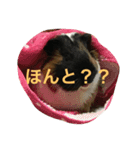 もるさん日記②（個別スタンプ：9）
