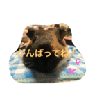 もるさん日記②（個別スタンプ：16）