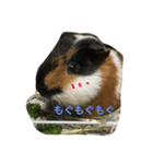 もるさん日記②（個別スタンプ：17）