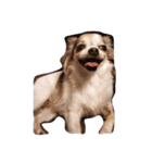 愛犬チワワのしずくの日々（個別スタンプ：3）