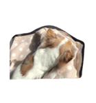 愛犬チワワのしずくの日々（個別スタンプ：4）