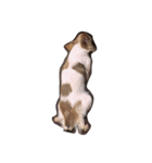 愛犬チワワのしずくの日々（個別スタンプ：6）
