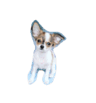 愛犬チワワのしずくの日々（個別スタンプ：7）