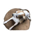 愛犬チワワのしずくの日々（個別スタンプ：8）