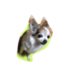 愛犬チワワのしずくの日々（個別スタンプ：10）
