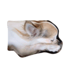 愛犬チワワのしずくの日々（個別スタンプ：11）
