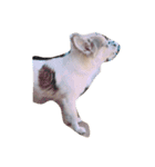 愛犬チワワのしずくの日々（個別スタンプ：12）