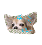 愛犬チワワのしずくの日々（個別スタンプ：13）