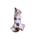 愛犬チワワのしずくの日々（個別スタンプ：14）