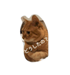 もんじゃとらきち（個別スタンプ：1）