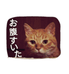 もんじゃとらきち（個別スタンプ：7）