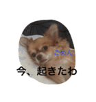 オルちゃんのスタンプ（個別スタンプ：12）