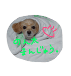 天上天下唯我独尊。チワプー（個別スタンプ：1）