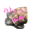 我が家のカメちゃん。第4弾（個別スタンプ：6）