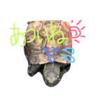 我が家のカメちゃん。第4弾（個別スタンプ：9）
