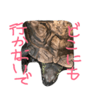 我が家のカメちゃん。第4弾（個別スタンプ：11）
