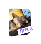 シシマルの生活4（個別スタンプ：8）