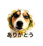 ジャックラッセルテリアのトライカラー（個別スタンプ：7）