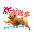 にこにこポメラニアン（個別スタンプ：4）
