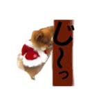 にこにこポメラニアン（個別スタンプ：8）